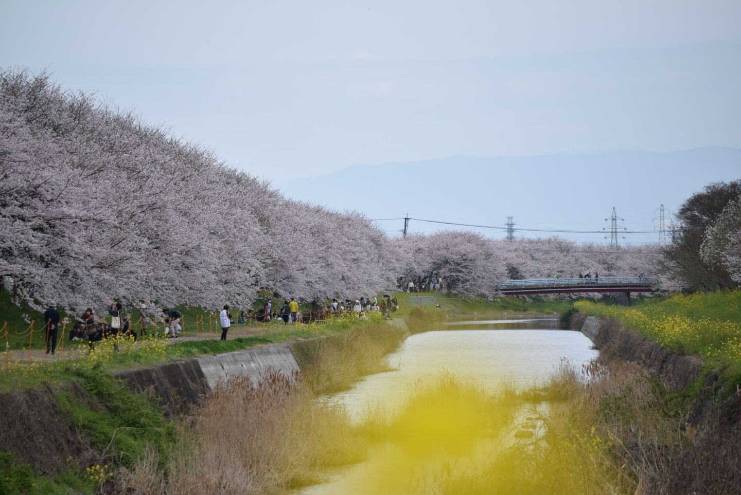 流川の桜並木 ロケ地詳細 うきはフィルムコミッション 流川の桜並木 ロケ地詳細 うきはフィルムコミッション